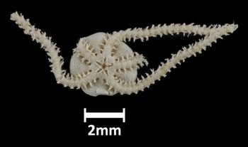 Media type: image;   Invertebrate Zoology OPH-3893 Description: Underside view of single ophiuroid specimen with a scale bar.;  Aspect: ventral
